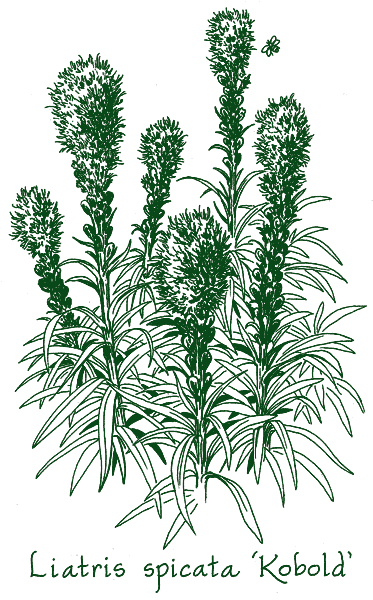 Liatris spicata &lsquo;Kobold&rsquo;