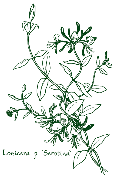 Lonicera periclymenum &lsquo;Serotina&rsquo;