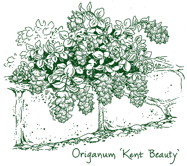 Origanum &lsquo;Kent Beauty&rsquo;