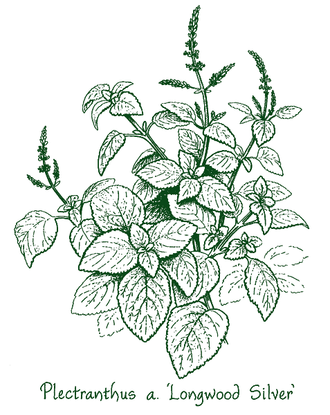 Plectranthus argentatus &lsquo;Longwood Silver&rsquo;