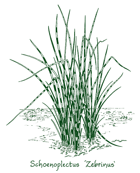 Schoenoplectus lacustris &lsquo;Zebrinus&rsquo;