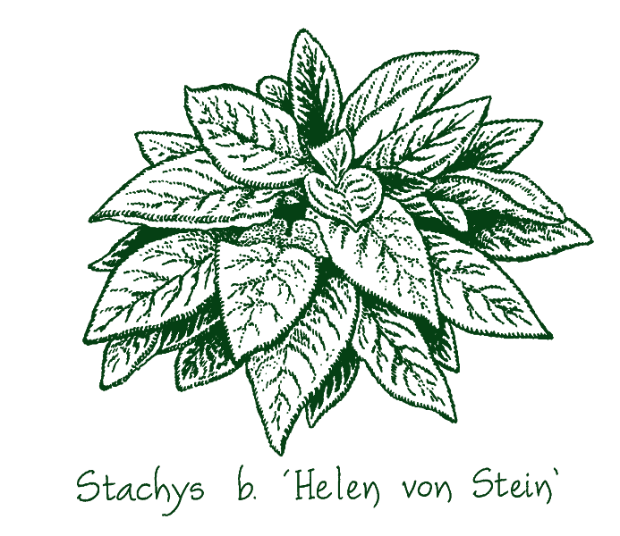 Stachys byzantina &lsquo;Helen von Stein&rsquo;