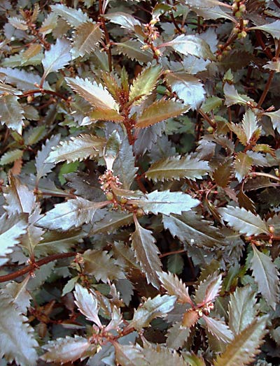 Haloragis erecta &lsquo;Wellington Bronze&rsquo;