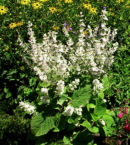 Salvia sclarea &lsquo;Vatican White&rsquo;