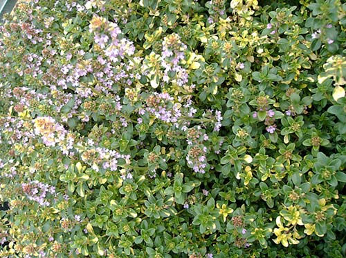 Thymus Doone Valley