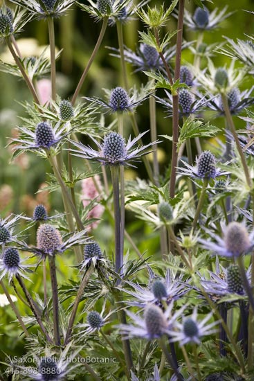 Eryngium &lsquo;Sapphire Blue&rsquo;