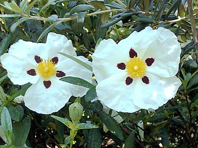 <em>Cistus</em>  &lsquo;Snow Fire&rsquo;