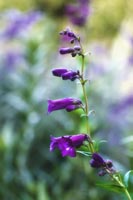 Penstemon