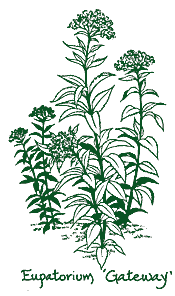 <i>Eupatorium maculatum</i> &lsquo;Gateway&rsquo;