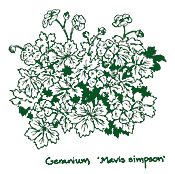 <i>Geranium</i> x <i>riversleaianum</i> &lsquo;Mavis Simpson&rsquo;