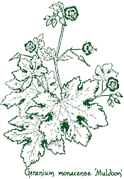 <i>Geranium x monacense</i> &lsquo;Muldoon&rsquo;