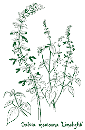 <i>Salvia mexicana</i> &lsquo;Limelight&rsquo;
