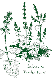 <i>Salvia verticillata</i> &lsquo;Purple Rain&rsquo;
