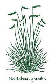<i>Bouteloua gracilis</i> &lsquo;Blonde Ambition&rsquo;