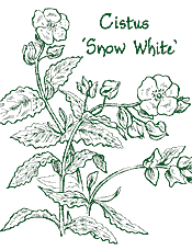 <em>Cistus</em>  &lsquo;Snow White&rsquo;