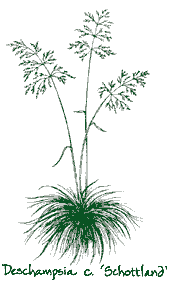 <i>Deschampsia cespitosa</i> &lsquo;Schottland&rsquo;