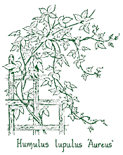 <i>Humulus lupulus</i> &lsquo;Aureus&rsquo;