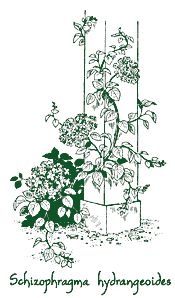 <i>Schizophragma hydrangeoides</i> &lsquo;Rosea&rsquo;