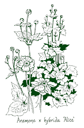 <i>Anemone</i> x <i>hybrida</i> &lsquo;Alice&rsquo;