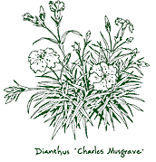 <i>Dianthus</i> &lsquo;Charles Musgrave&rsquo;