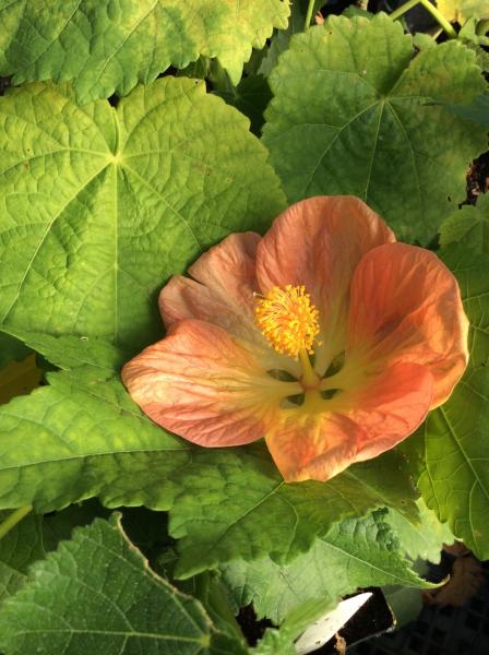 Abutilon Victor Reiter