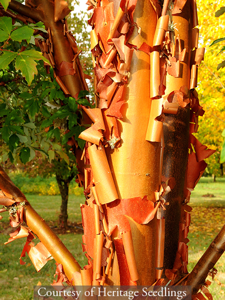 Acer griseum