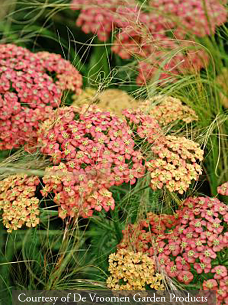 Achillea Apricot