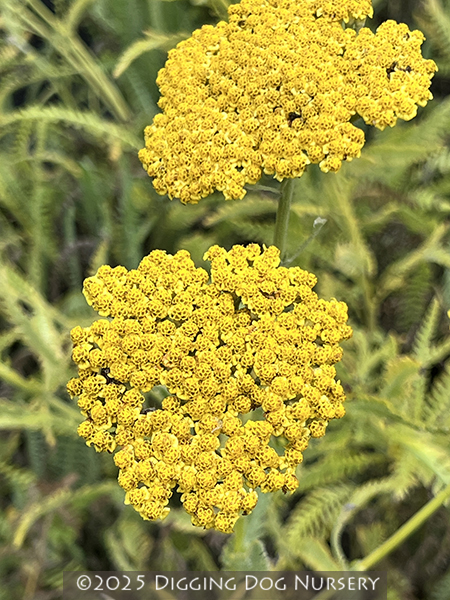Achillea Coronation Gold