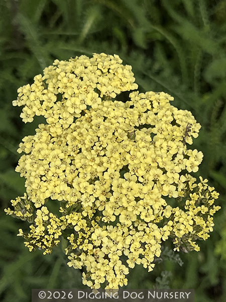 Achillea Hella Glashoff