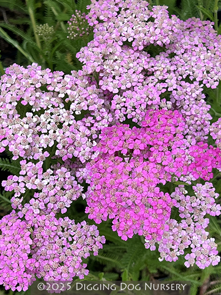 Achillea millefolium Pretty Belinda