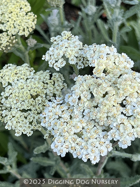 Achillea Taygetea (cream form)