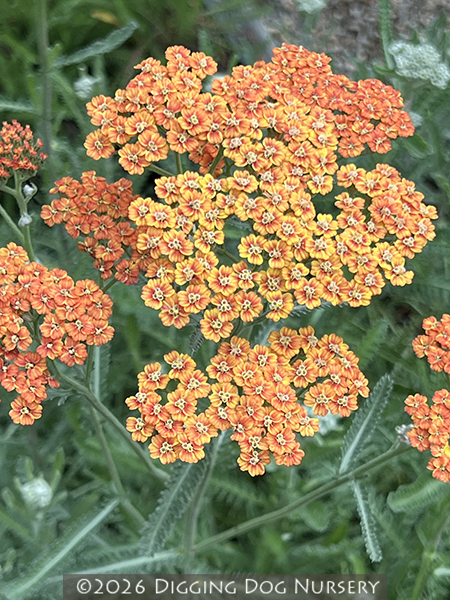 Achillea Terracotta