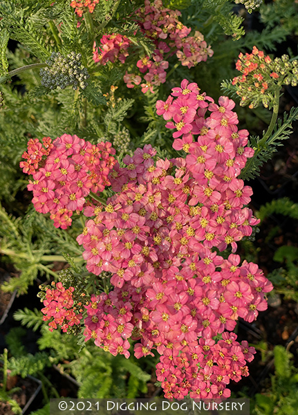 Achillea Weser River Sandstone