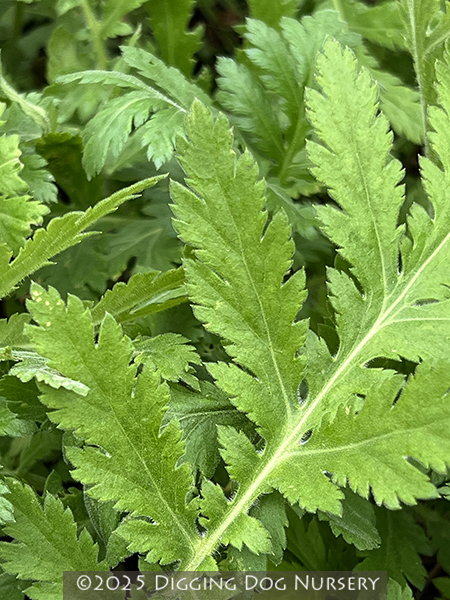 Achillea macrophylla