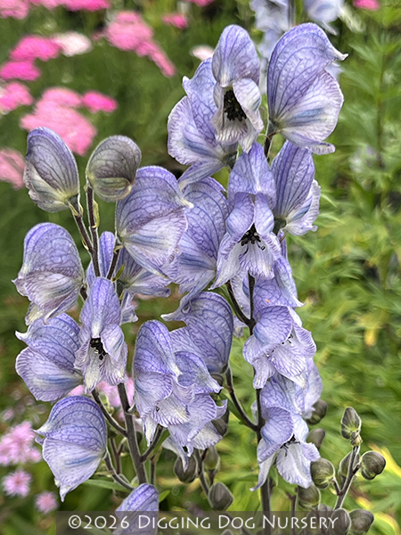 Aconitum cammarum Stainless Steel