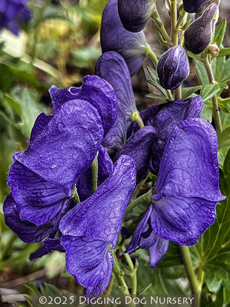 Aconitum fischeri