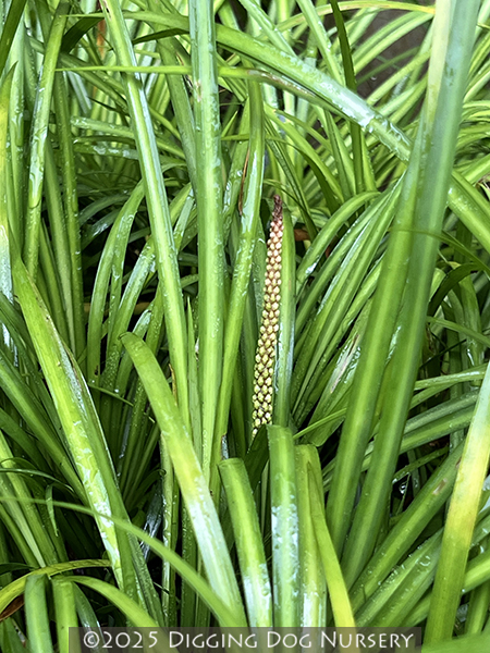 Acorus gramineus