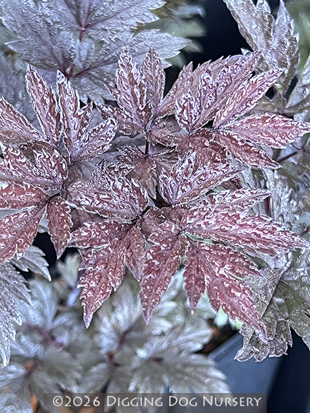 Actaea simplex (Atropurpurea Group) &lsquo;James Compton&rsquo;
