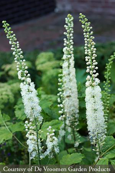 Actaea racemosa
