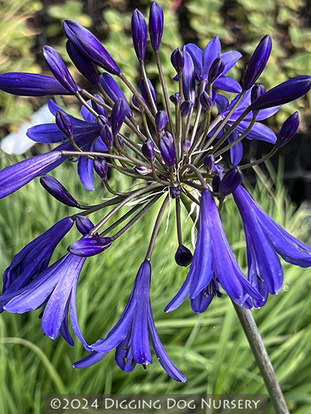 Agapanthus Storm Cloud