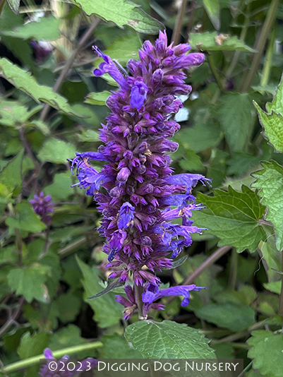 Agastache Blue Boa