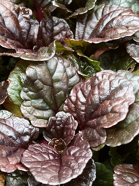 Ajuga reptans &lsquo;Black Scallop&rsquo;