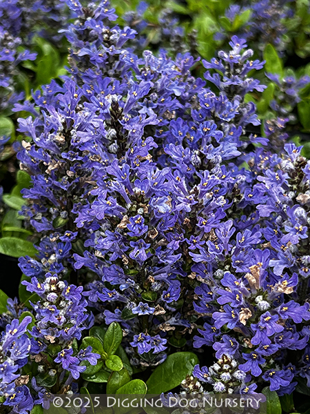 Ajuga tenorii Emerald Chip