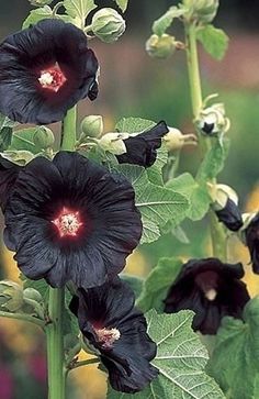 Alcea rosea &lsquo;Blacknight&rsquo;