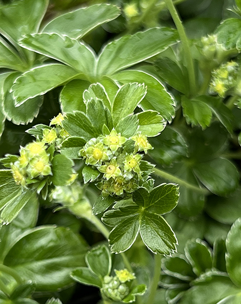 Alchemilla alpina