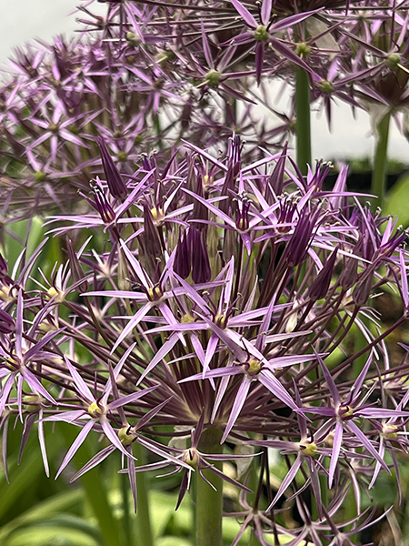 Allium christophii
