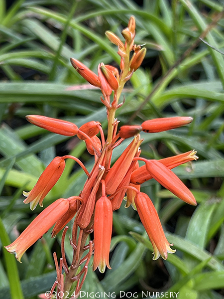 Aloe Johnson�s Hybrid