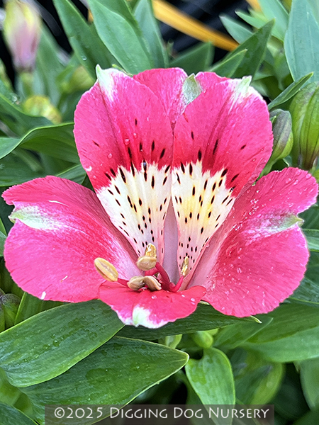 Alstroemeria Inticancha Kanika