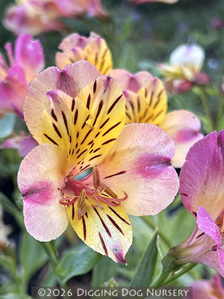 Alstroemeria majestic Layon