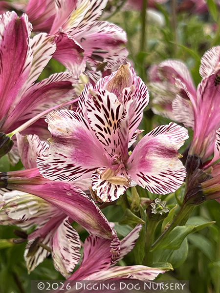 Alstroemeria &lsquo;Meyer&rsquo;s Rose&rsquo;